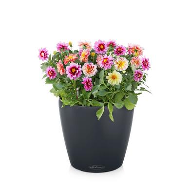 CLASSICO Color 21 slate